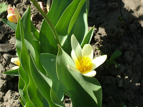 tulipan #kwiaty