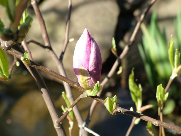 magnolia #krzewy