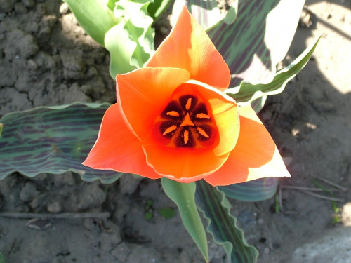 tulipan #kwiaty