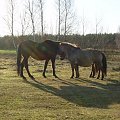 Fabia też lubi się przytulić do koników polskich:))) #koń #konie