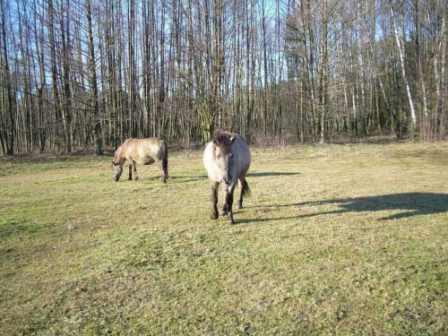 Nikar biegnie na pieszczoty:))) #koń #konie