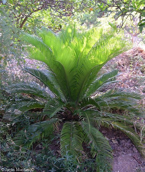 Sagowiec (Cycas)