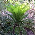 Sagowiec (Cycas)