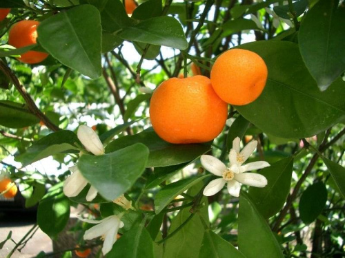 Rośliny cytrusowe (Citrus)