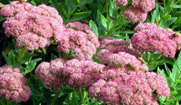 Rozchodnik (Sedum)