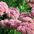 Rozchodnik (Sedum)