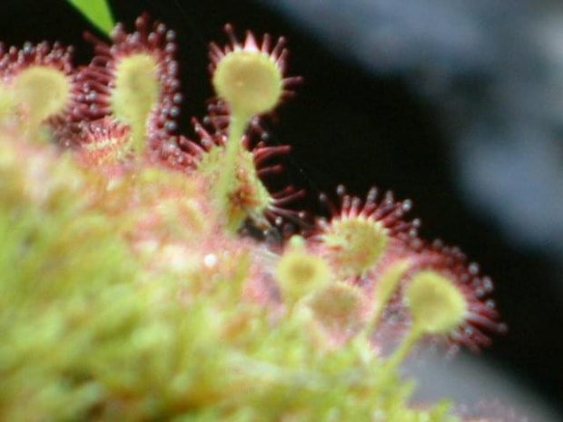 Rosiczka 2 (Drosera)