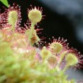 Rosiczka 2 (Drosera)