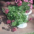 Pelargonia (Pelargonium)