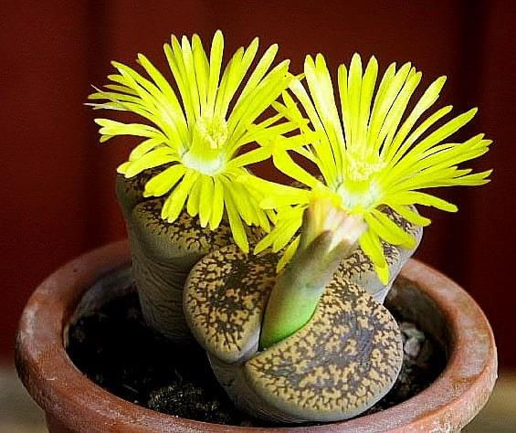 "Żywe kamienie" 2 (Lithops)