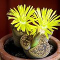 "Żywe kamienie" 2 (Lithops)