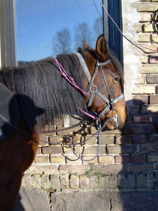 Lotka wcale nie chce iść w teren woli zostać z córeczką:))) #koń #konie