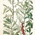 Oliwka (Olea)