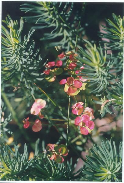 Wilczomlecz (Euphorbia)