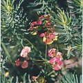 Wilczomlecz (Euphorbia)