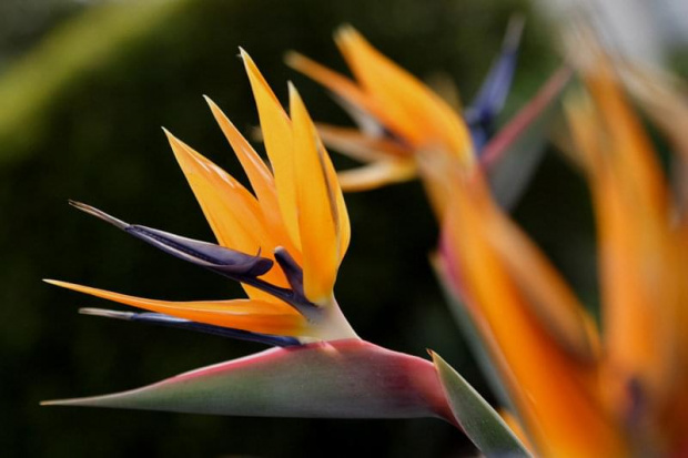 Strelicja (Strelitzia)