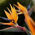 Strelicja (Strelitzia)