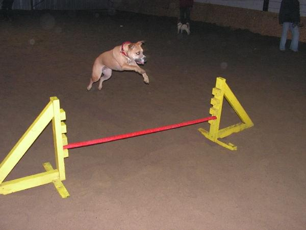 trening 11.02.07 #agility