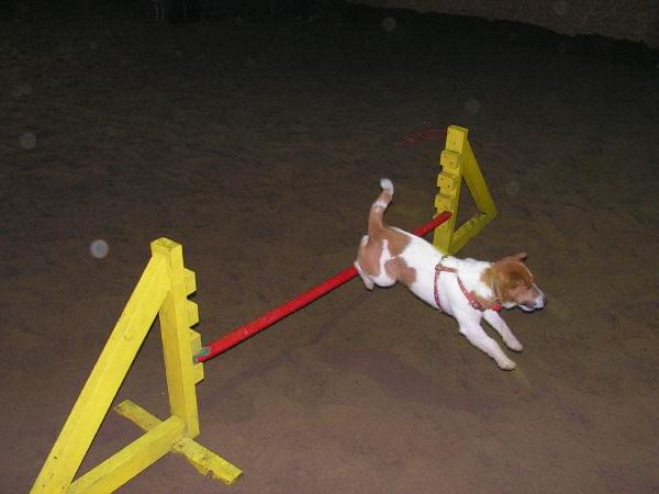 trening 11.02.07 #agility