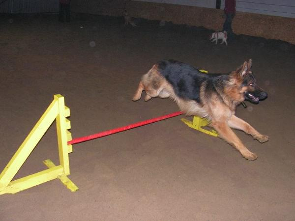 trening 11.02.07 #agility