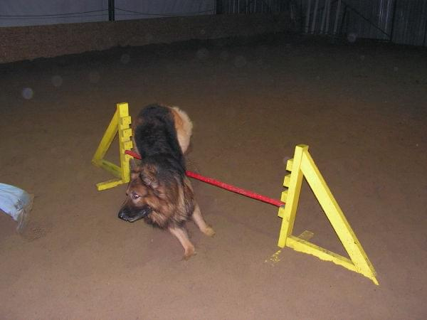 trening 11.02.07 #agility