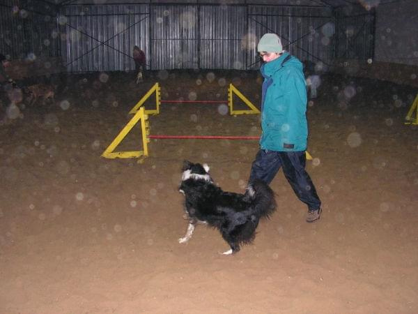 trening 11.02.07 #agility