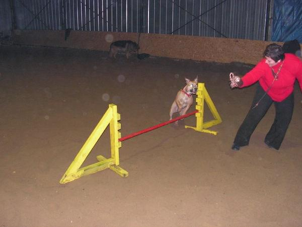 trening 11.02.07 #agility