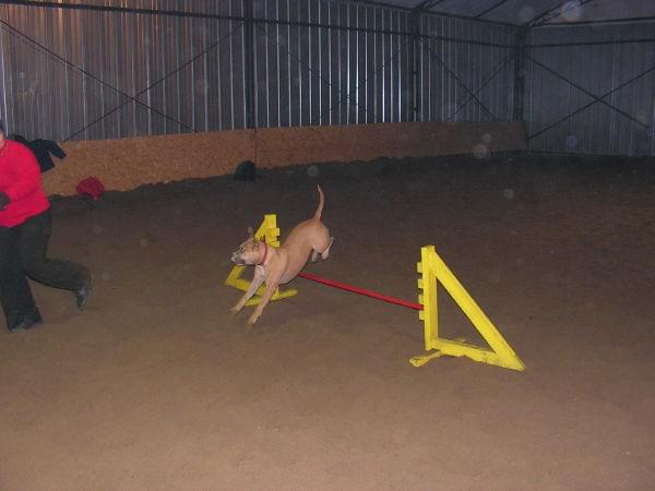 trening 11.02.07 #agility