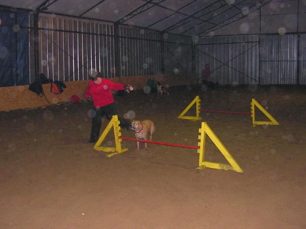 trening 11.02.07 #agility