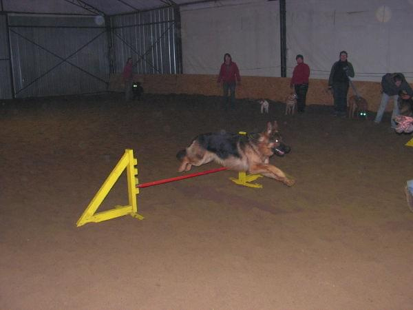 trening 11.02.07 #agility