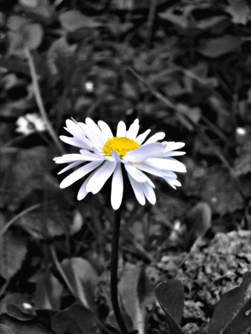 kwiat #stokrotka #kwiat #łąka
