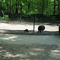 Zoo w Krakowie