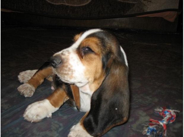 Kocham gdy robicie mi zdjęcia #BassetHound #pies #Boogie