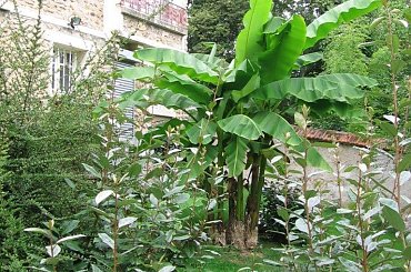 Bananowiec. Zdjęcie zrobiłem w pięknym ogrodzie pod Paryżem . #ogród #Paryż #banan #zagadka #acoto #kwiaty #rośliny