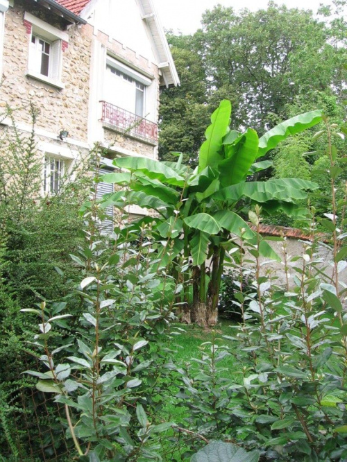 Bananowiec. Zdjęcie zrobiłem w pięknym ogrodzie pod Paryżem . #ogród #Paryż #banan #zagadka #acoto #kwiaty #rośliny