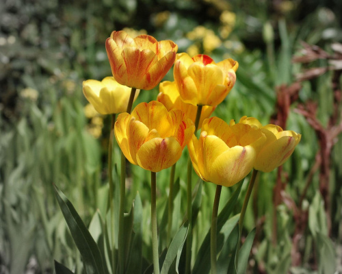 Marteczce mej coole'żance - tulipanki żeby zawsze jej humorek dopisywał.
Buziak! #Tulipany