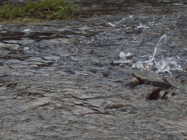 TARŁO ŚWINKI NA STRADOMCE