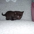Czarna dziewczynka, niedoszła szylkretka;) Oczko jak widac, ale gentamycyna czyni cuda:) Sierota i ofiara losu;) Waga na 06.05: 500g