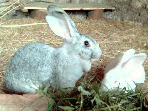 Szarusia i Kotek #króliki