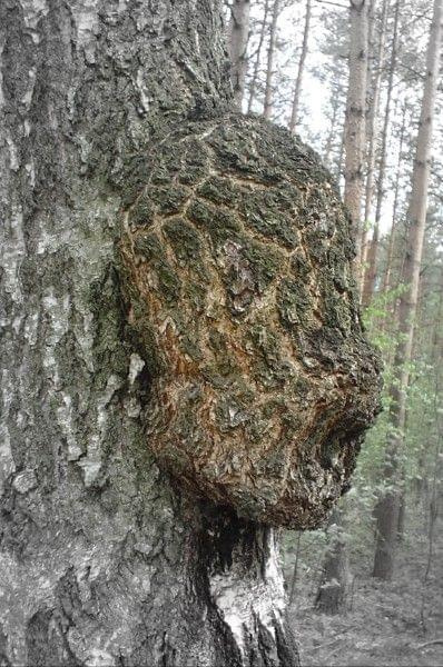 Dopiero wczoraj oglądałem podobne zdjęcie u mojego fotosikowego psiapsiela jabba2jacek. Zainspirowało mnie to by wykonać podobne. Co to jest?? - Jacku - to nie plagiat - nie obraź się, ale spodobał mi się motyw