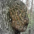 Dopiero wczoraj oglądałem podobne zdjęcie u mojego fotosikowego psiapsiela jabba2jacek. Zainspirowało mnie to by wykonać podobne. Co to jest?? - Jacku - to nie plagiat - nie obraź się, ale spodobał mi się motyw