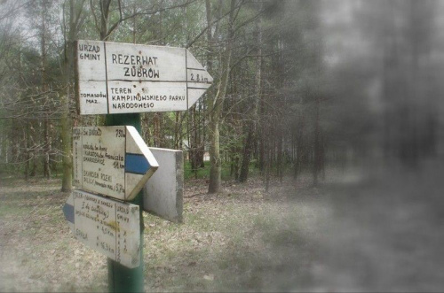Czarodziejskie drogowskazy w czarodziejskim Smardzewickim lesie. Wszędzie czeka cię przygoda - tylko czy znajdziesz na to czas??
