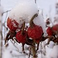 Owoce róży w czapeczce śniegowej #przyroda #owoce
