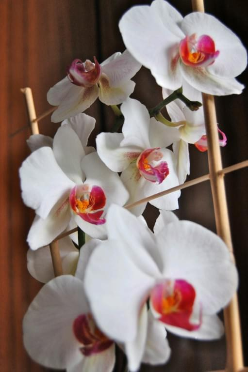 Phalaenopsis (Orchidee) #Makro