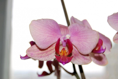 Phalaenopsis (Orchidee) #Makro