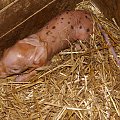 Nowonarodzona świnka BABY ( czyli Dziecko, małe Dziecko, bo BABY to jej imię ) w powiecie wągrowieckim