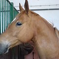 #konie #koń
