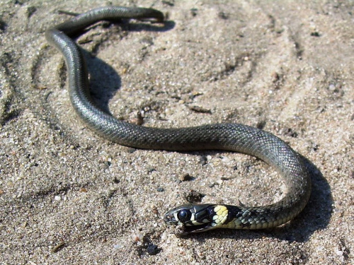 mówią, że węże hipnotyzują, hihihi, tylko na niego spojrzałam i leżał grzecznie prawie pięć minut :)))