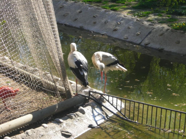 Kraków i Zoo