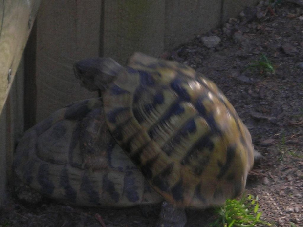 Kraków i Zoo